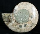 Giant Inch Split Ammonite Pair #3755-6